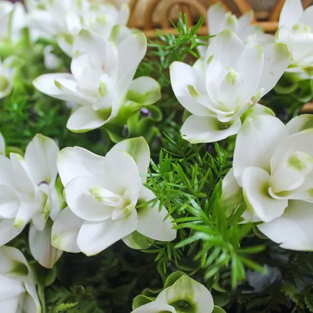 Curcuma White Flower Bulb (5N)