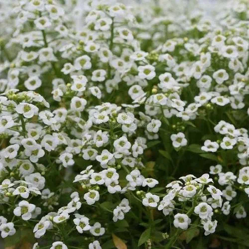 Alyssum Snow Carpet Flower Seeds