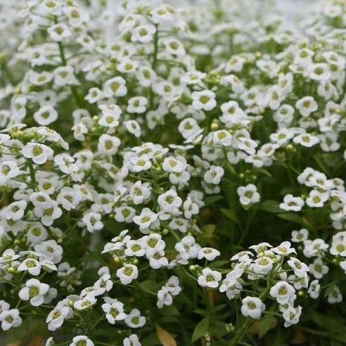 Alyssum Snow Carpet Flower Seeds