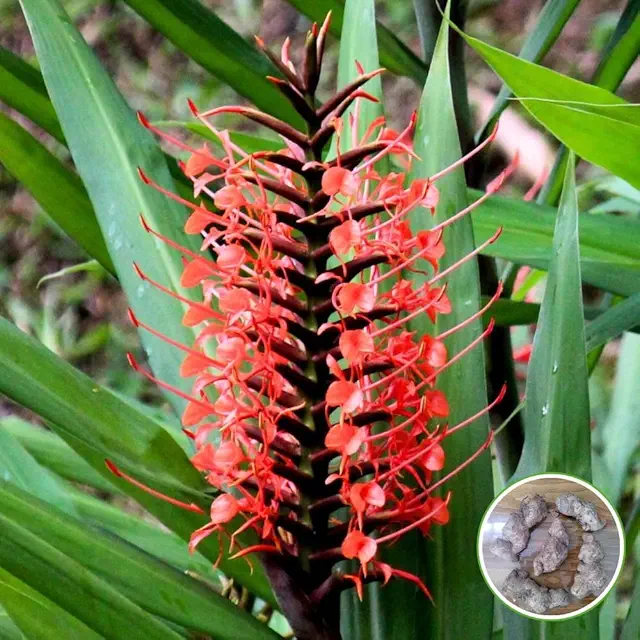 Ginger Lily Red Flower Bulbs