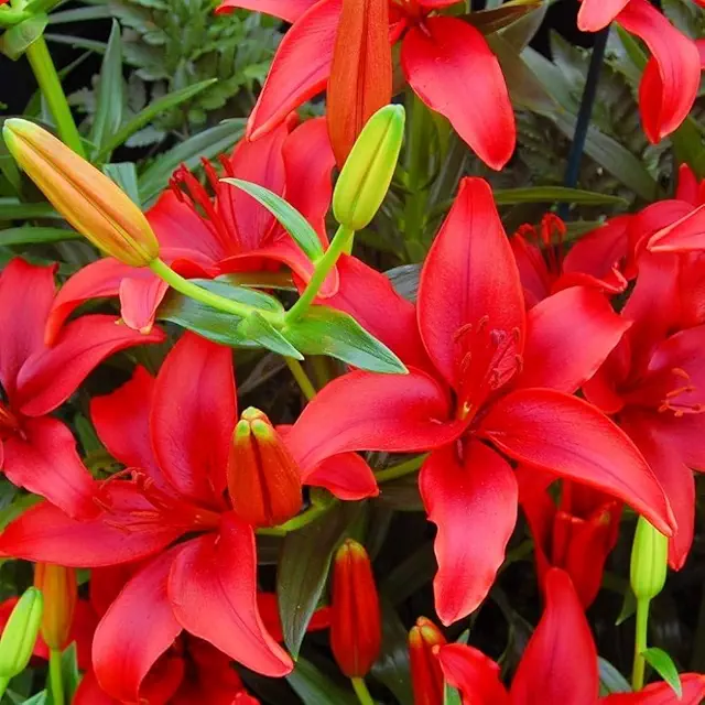 Asiatic Lily Lilium Bulbs Red Color | Flower Bulb
