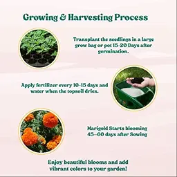 Marigold Orange Flower Seeds – 100 Genda Seeds | Organic, Easy to Grow | Terrace Garden