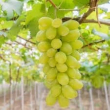 graps fruit