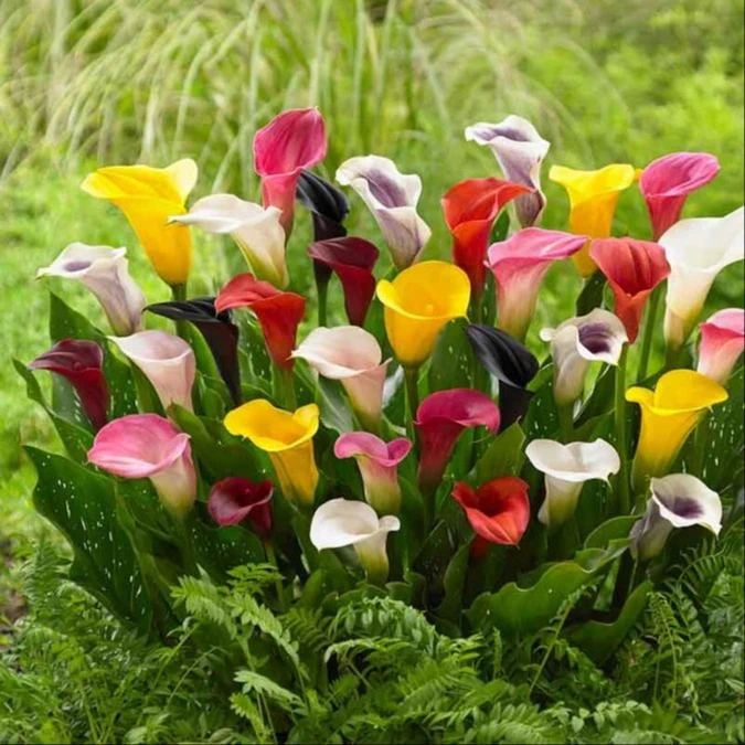 Calla Lily Flower Bulb