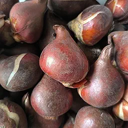 Tulip Happy Generation Flower Bulb