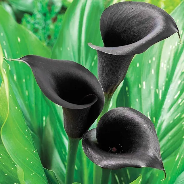 Black Calla Lily Bulbs 1Pcs – Exotic Summer Flower Bulb