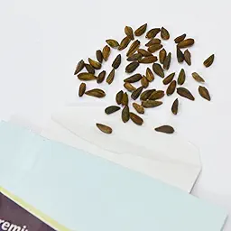 Dimorphotheca Glistening White Seeds