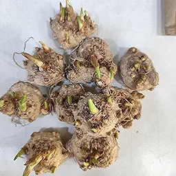 Calla Lily Mix Color Flower Bulb