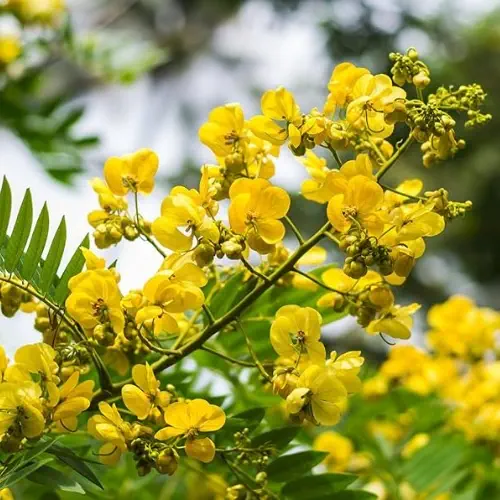 Cassia Siamea Kassod Yellow Flower Seeds | Flower Tree Seeds