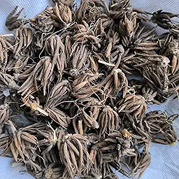 Ranunculus Red Color Flower Bulb