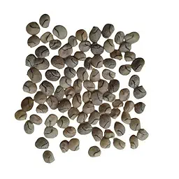 Lupins Mixed Color Flower Seeds