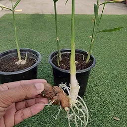 Ginger (Adrak) Rhizome/Root/Seeds For Planting/Growing/Sowing (400 g)