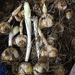 Asiatic Lily Lilium Flower Bulb (Any Color) | Flower Bulb