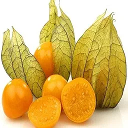 Alkekengi Cape Gooseberry Fruit Seeds