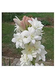 Tuberose Fragrent Flower Bulbs 1 Pcs | Easy to grow