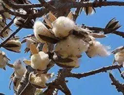 bmnbax ceiba(cotton tree)