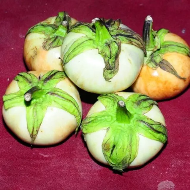Organic Tomato Brinjal Seeds - Open Pollinated