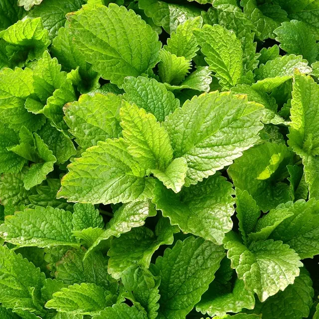Lemon Balm Herb Seeds