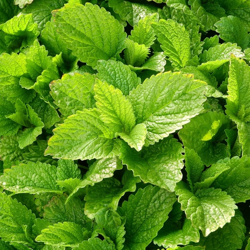 Lemon Balm Herb Seeds