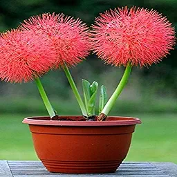 Combo of Summer Flower Bulbs – 5 Varieties, 10 Bulbs