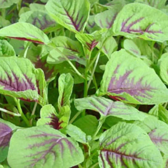 Organic Reshmi Amaranthus Seeds - Open Pollinated