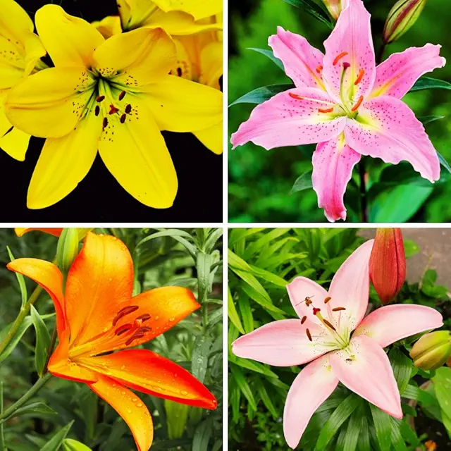 Asiatic Lily Lilium Flower Bulb (Any Color) | Flower Bulb