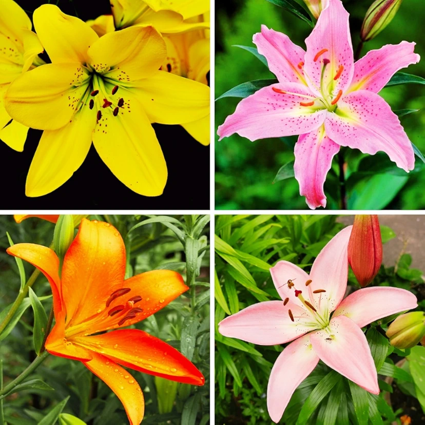 Asiatic Lily Lilium Flower Bulb (Any Color) | Flower Bulb