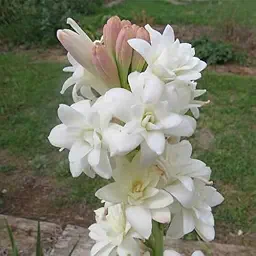Rajnigandha Tuberose Double Petal Flower Bulbs