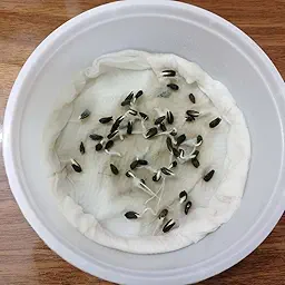 Dimorphotheca Glistening White Seeds