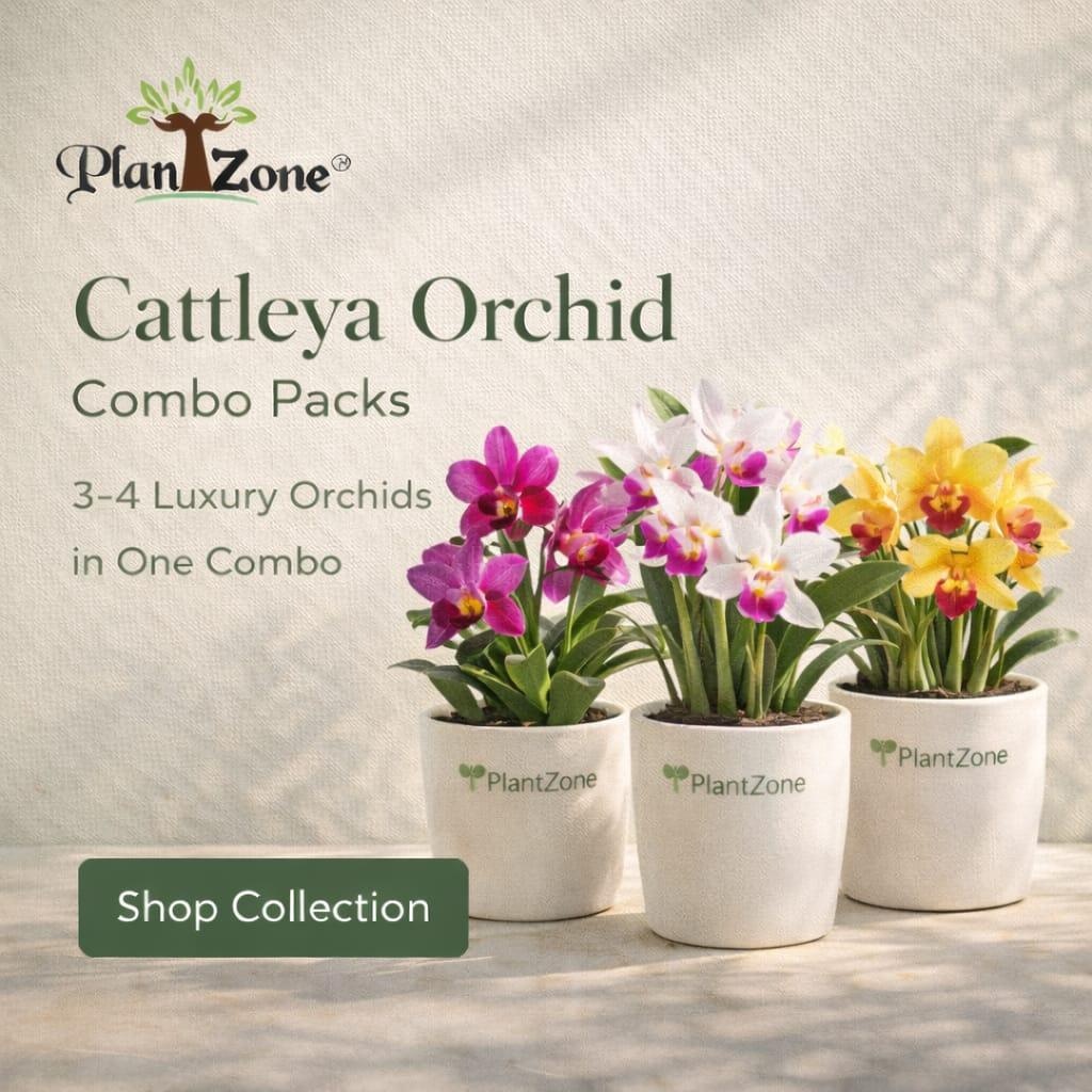 Shop online for Cattleya Orchids Combo Pack from PlantZone