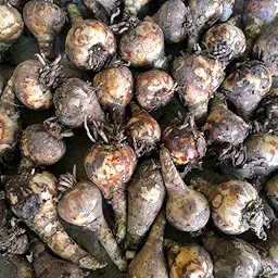 Crinum Lily Any Color Flower Bulb