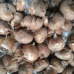 Crocus vernus Pickwick Dutch Crocus Color Flower Bulb