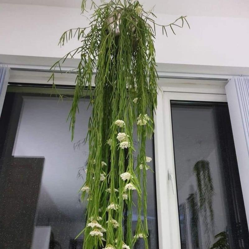 Buy Hoya Linearis | PlantZone