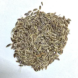 Dill Herb Seeds