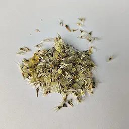 Gaillardia Finest F1 Mixed Color Flower Seeds