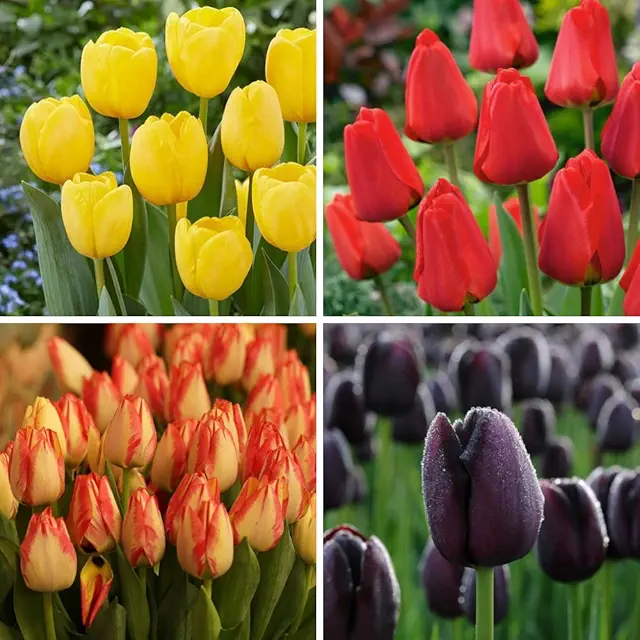 Tulip Flower Bulb Any Color