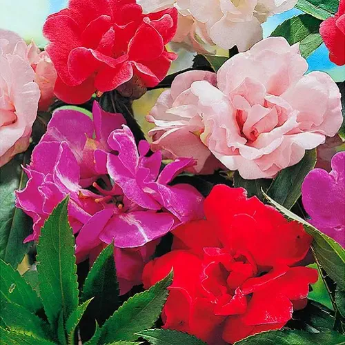 Balsamine Rose Flower Seeds