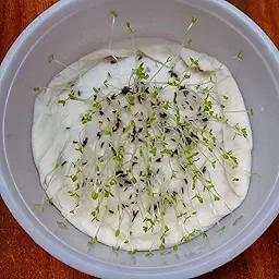 Chrysanthemum Paludosam White Seeds (Guldaudi/Chandra Mallika/गुलदाउदी के बीज)