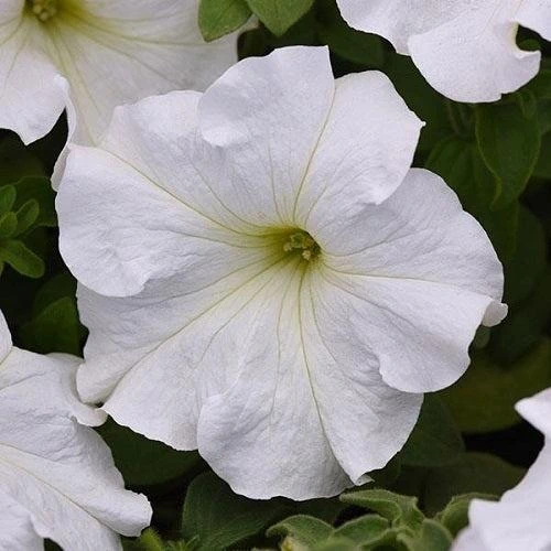 Petunia Grandiflora White Color Flower Seeds