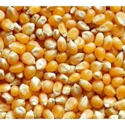 Sweet Corn Juicy F1 Meetha Bhutta | Fruit Seeds