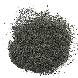 Portulaca Rainbow Mixed Color Flower Seeds