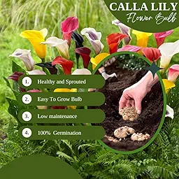 Black Calla Lily Bulbs 1Pcs – Exotic Summer Flower Bulb