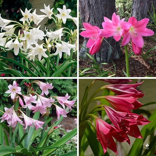 Crinum Lily Any Color Flower Bulb