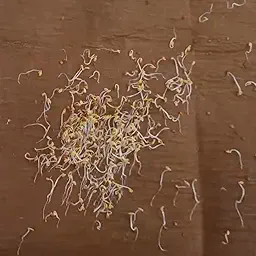 Alyssum Snow Carpet Flower Seeds