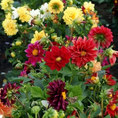 Dahlia Mixed Color Flower Seeds