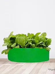 DIY Spinach (Palak) Leafy Greens Growing kit for Beginners for Home Garden