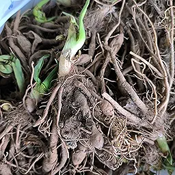 Day Lily Hemerocallis Flower Bulb Any Color