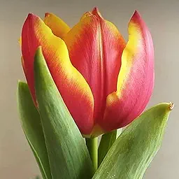 Tulip Flair Flower Bulb
