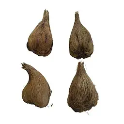 Freesia Mix Color Flower Bulbs