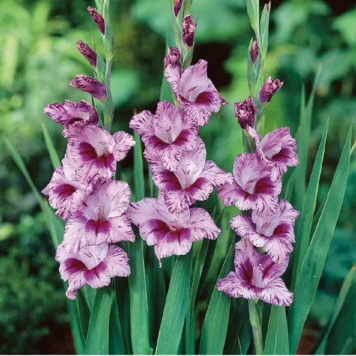 Gladiolus Kenia Color Flower Bulbs